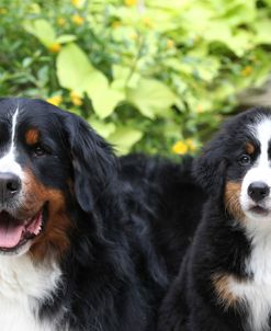 Bernese Mountain Dog 17