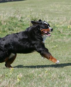 Bernese Mountain Dog 28