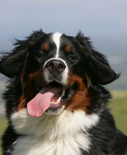Bernese Mountain Dog 29