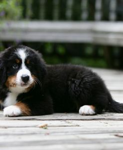 Bernese Mountain Dog 30