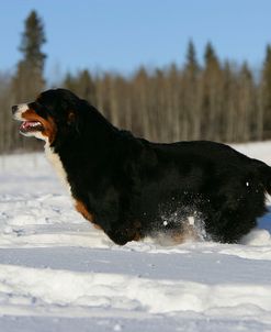 Bernese Mountain Dog 31