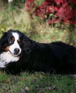 Bernese Mountain Dog 32