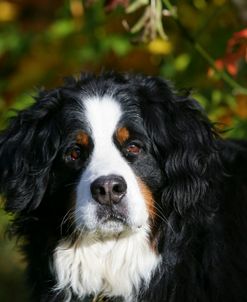 Bernese Mountain Dog 33