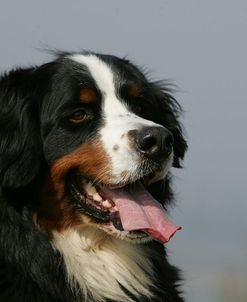 Bernese Mountain Dog 26