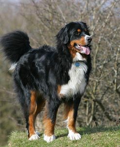 Bernese Mountain Dog 27