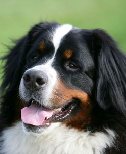 Bernese Mountain Dog 38