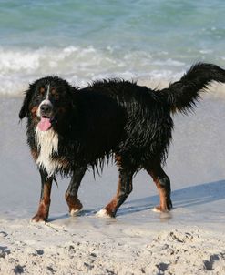 Bernese Mountain Dog 39