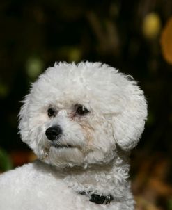 Bichon Frise 01