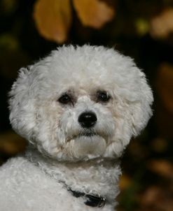 Bichon Frise 02