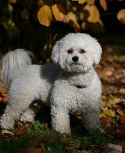 Bichon Frise 03