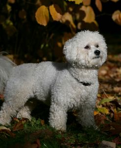 Bichon Frise 04