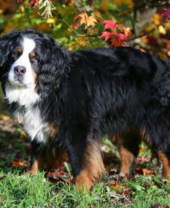 Bernese Mountain Dog 34