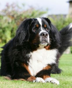 Bernese Mountain Dog 35