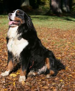 Bernese Mountain Dog 36