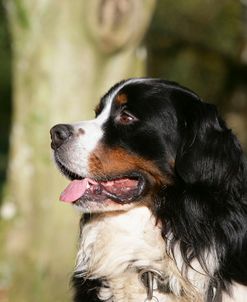 Bernese Mountain Dog 37