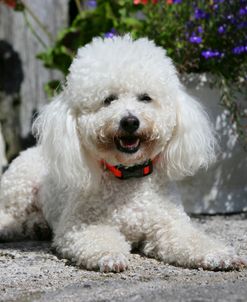 Bichon Frise 09