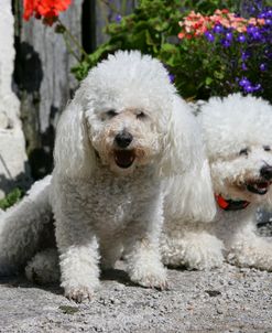 Bichon Frise 10