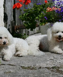 Bichon Frise 11