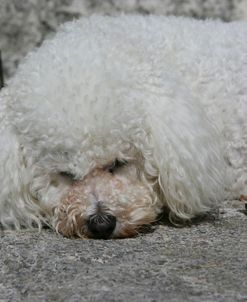 Bichon Frise 12