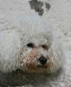 Bichon Frise 13