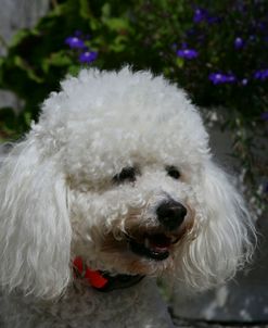 Bichon Frise 05