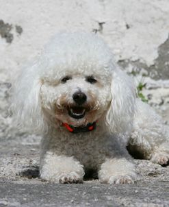 Bichon Frise 06