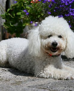 Bichon Frise 07