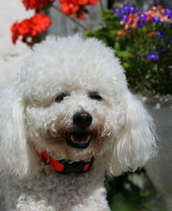 Bichon Frise 08