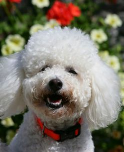 Bichon Frise 19