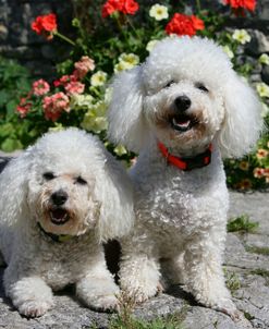 Bichon Frise 20