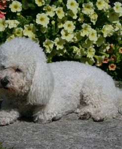 Bichon Frise 21