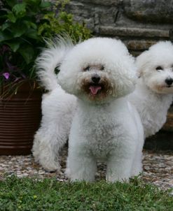 Bichon Frise 22