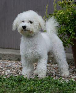 Bichon Frise 23