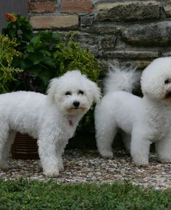 Bichon Frise 24