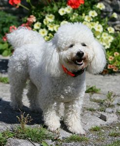 Bichon Frise 15