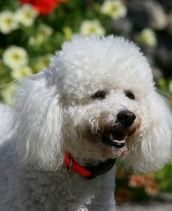 Bichon Frise 16