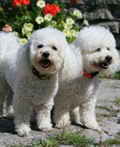 Bichon Frise 17