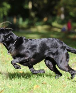 Black Labrador Retriever 05