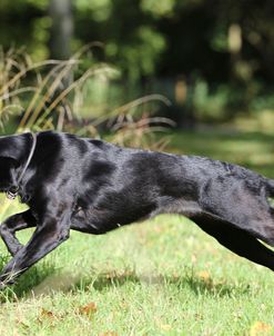 Black Labrador Retriever 06