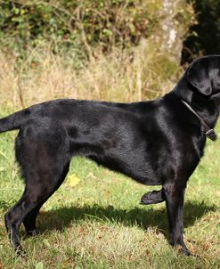 Black Labrador Retriever 07