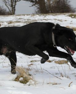 Black Labrador Retriever 08