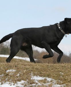 Black Labrador Retriever 09