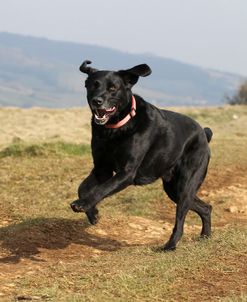 Black Labrador Retriever 10