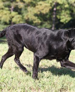 Black Labrador Retriever 01