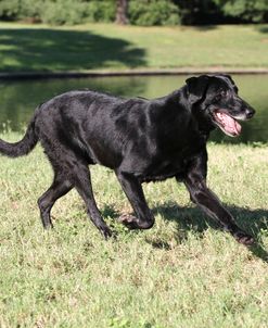 Black Labrador Retriever 02