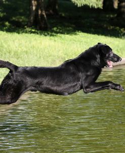 Black Labrador Retriever 03