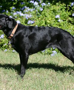 Black Labrador Retriever 15