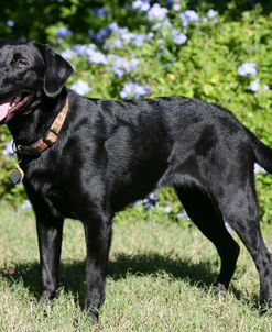 Black Labrador Retriever 16