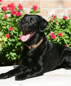 Black Labrador Retriever 17