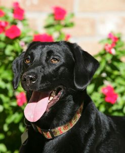 Black Labrador Retriever 18